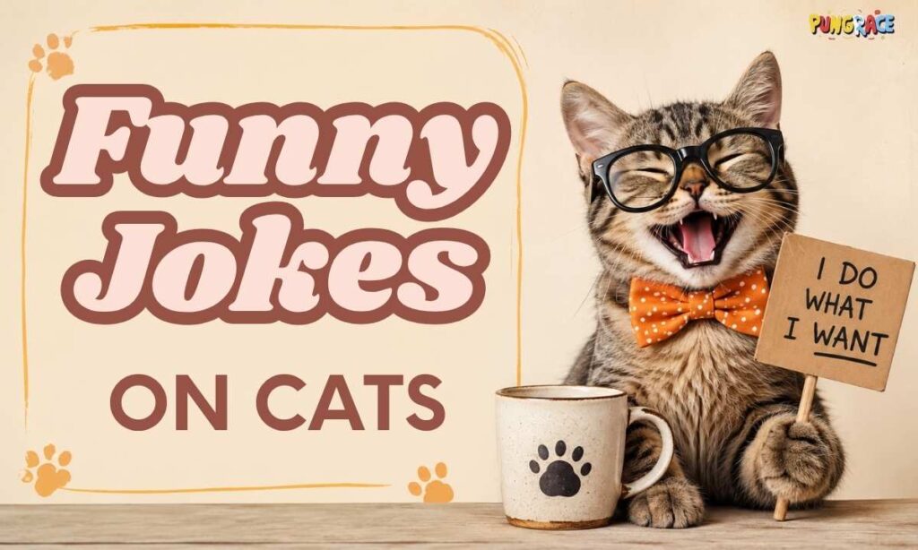 funny-jokes-on-cats